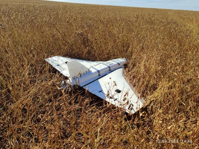 Гербера в повному комплекті, вигляд як на фото